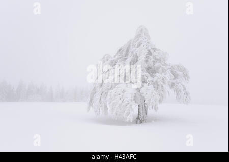Germany, Baden-Wurttemberg, south Black Forest, Schauinsland (mountain), copper beech, Fagus sylvatica, snow-covered, Stock Photo