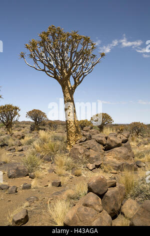 Namibia, Keetmanshoop, scenery, quiver trees, aloe dichotoma, Africa, Kokerboom, trees, grass, drily, heaven, shrubs, clouds, plants, nature, nature reserve, nature conservation, outside, deserted, Stock Photo