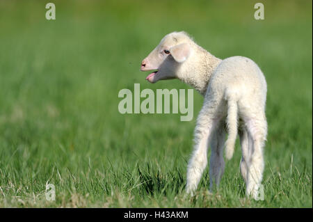 Meadow, Merinoschaf, lamb, bleat, animal, mammal, benefit animal, sheep, Schafrasse, Landschaf, merino, young animal, pasture, outside, agriculture, cattle breeding, keeping pets, young animals, whole body, side view, blur, Stock Photo