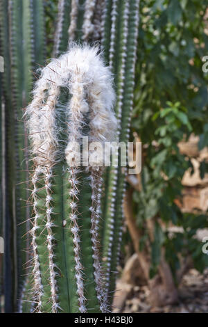 Cacti, medium close-up, cactus plants, Cactaceae, Cereeae, Cephalium, spiny, felt, plant, flora, nature, outside, Stock Photo
