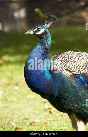 Manly peacock feathers hi-res stock photography and images - Alamy