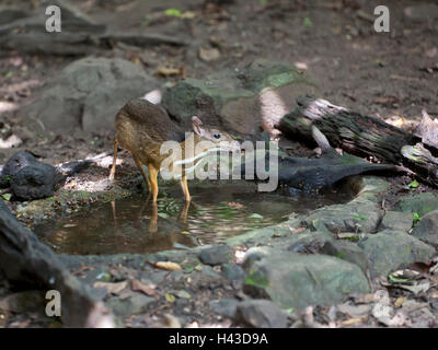 Lesser mouse-deer or kanchil (Tragulus kanchil) at waterhole, Kaeng Krachan National Park, Phetchaburi, Thailand Stock Photo