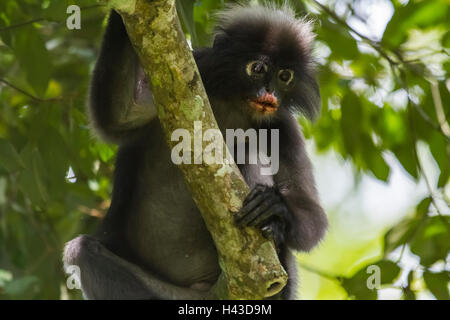 Dusky leaf monkey, also spectacled langur or spectacled leaf monkey (Trachypithecus obscurus) in tree Stock Photo