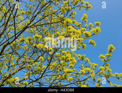 Norway maple (Acer platanoides), flowering, blue sky, Thuringia, Germany Stock Photo