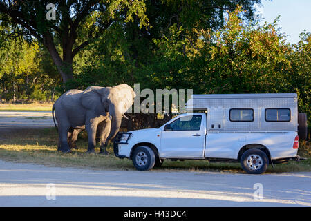 African Elephant (Loxodonta africana) standing in front of RV, Moremi Game Reserve, Okavango Delta, Botswana Stock Photo