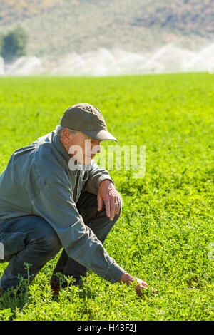 Crouching Caucasian farmer checking crop in field Stock Photo
