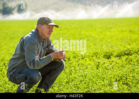 Crouching Caucasian farmer checking crop in field Stock Photo