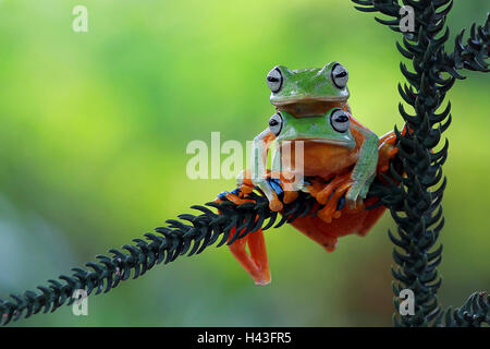 Two Javan gliding tree frogs, Indonesia Stock Photo