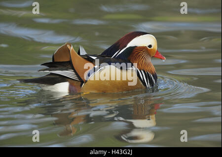 Mandarin duck, Aix galericulata, male, water, game park, animal park, waters, animals, wild animals, birds, water birds, goose's birds, anatids, brightness ducks, Asian, East Asian, swimming ducks, ducks, drake, little man, manly, plumage, brightly, colourfully, admirably, swim, nature, Wildlife, preview,