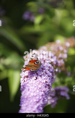 Lilac blossom, tag peacock butterfly, Inachis io, lilac, blossom, blossom, period bloom, plant, animal, insect, butterfly, peacock butterfly, peacock butterflies, spring, Stock Photo