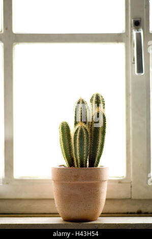 Windowsill Cactus Cactaceae Indoor Plant Sill Window Plant