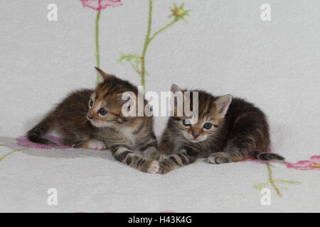 Cats, young, lie, together, bed, animals, mammals, pets, small cats, Felidae, domesticates, house cat, young animal, kitten, two, siblings, small, awkward, clumsy, sweetly, touch, striped, cohesion, love, suture, togetherness, young animals, animal babies, inside,