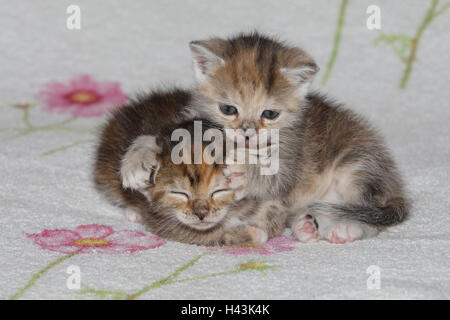 Cats, young, lie, stick, clean, affectionately, bed, animals, mammals, pets, small cats, Felidae, domesticates, house cat, young animal, kitten, two, behaviour, play, together, siblings, small, cuddle, leak affectionately, awkward, clumsy, sweetly, striped, love, suture, lick off, tiredly, doze, there sleep, affection, togetherness, young animals, animal babies, inside,