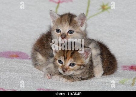 Cats, young, lie, snuggle up, affectionately, bed, animals, mammals, pets, small cats, Felidae, domesticates, house cat, young animal, kitten, two, behaviour, play, together, siblings, small, cuddle, embrace affectionately, awkward, clumsy, sweetly, striped, love, suture, tiredly, doze, affection, togetherness, young animals, animal babies, inside,