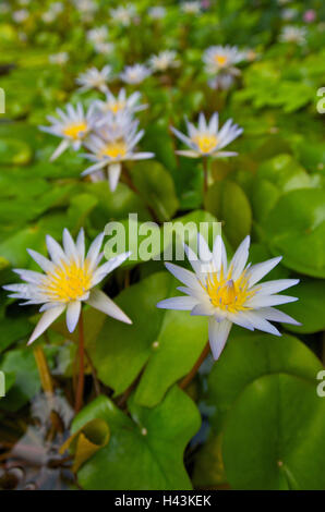 plants water lilies blossoms leaves pond Stock Photo - Alamy