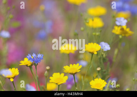 Germany, Bavaria, Klingenberg, summer, meadow, summer meadow, flowers, brightly, Stock Photo