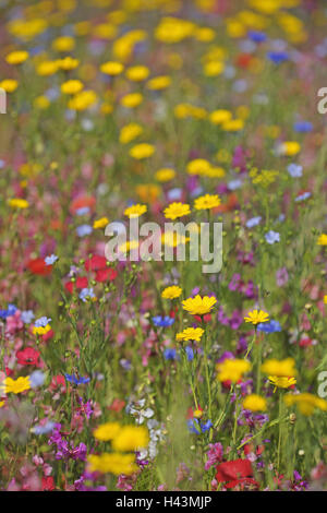 Germany, Bavaria, Klingenberg, summer, meadow, summer meadow, flowers, brightly, Stock Photo