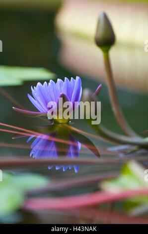 Water lily, blossom, buds, two, purple, water, detail, blur,
