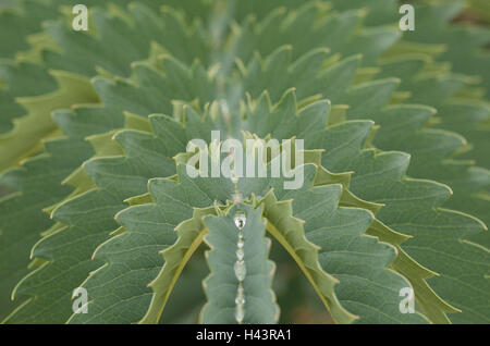 Giant honey flower, Melianthus major, detail, Stock Photo