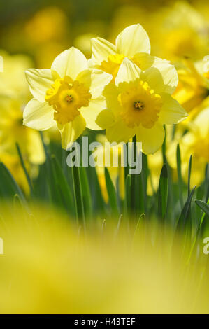Daffodils, Narcissus pseudonarcissus, Stock Photo