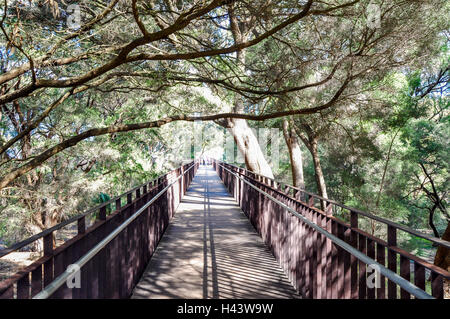 Elevated pedestrian bridge in diminishing perspective with lush, overhanging trees in King's Park in Perth, Western Australia. Stock Photo