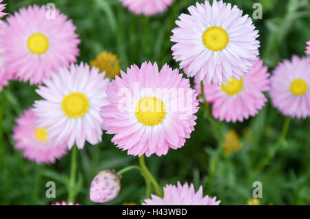 Vivid full frame of pink paper daisies with bright yellow stamens in King's Park Botanic Garden in Perth, Western Australia. Stock Photo
