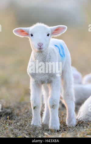 merino sheep, young animal, marking, blue, Stock Photo