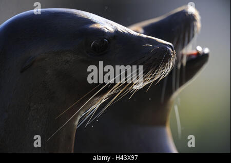 Californian sea lions, Zalophus californianus, tread, Stock Photo