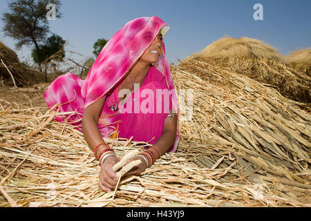 India, Rajasthan, close Luni, tribe Bisnoi, woman, young, headscarf, nasal ring, jewellery, squat, grain, harvest, no model release, Stock Photo