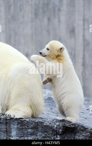Polar bears, Ursus maritimus, young animal, play, mother animal, Stock Photo