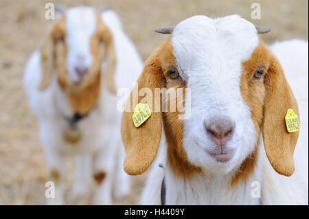 domestic goat, Capra hircus, ear mark, portrait, Stock Photo