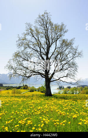 Germany, Bavaria, east Allgäu, scenery close feet, Stock Photo