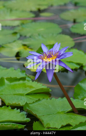 Water lily, blossom, purple, water lily leaves, detail, blur,