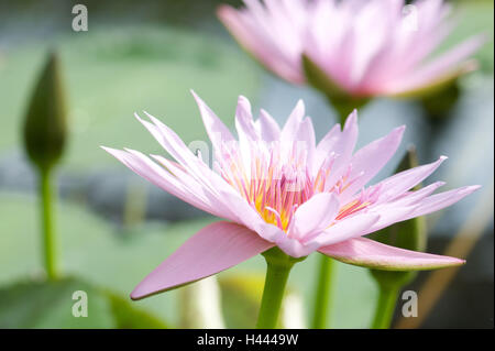 Water lily, blossoms, pink, detail, blur, Stock Photo