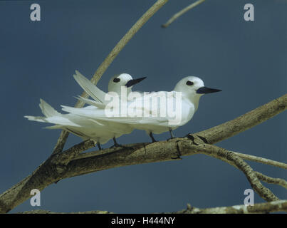Forks, fairy terns, Gygis alb, birds, animals, terns, deliberate dives, the Seychelles, plumage, white, branches, sit, Stock Photo
