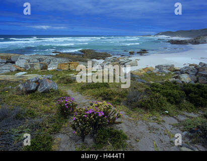 South, Africa, cape good hope, beach, surf, Africa, coastal scenery, coastal region, bile coast, bay, bath bay, rock, vegetation, nature, sea, loneliness, seclusion, sea view, Stock Photo