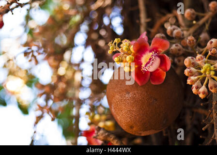 Cannonball tree, 'cannonball tree', Couroupita guianensis, fruit, blossoms, Stock Photo