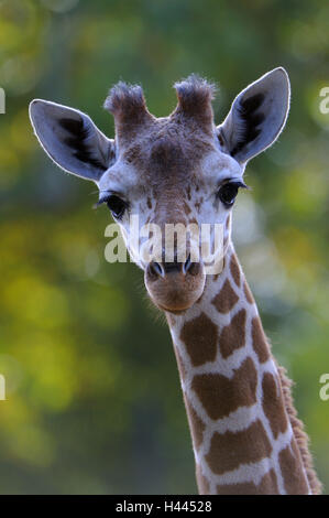 Network giraffe, Giraffa camelopardalis reticulata, portrait, Stock Photo