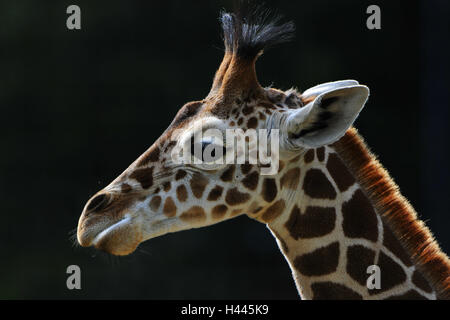 Network giraffe, Giraffa camelopardalis reticulata, portrait, side view, Stock Photo