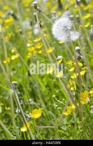 Flower meadow, buttercups, dandelion, spring meadow, spring, meadow, flowers, blossom, nature, puff's flower, grass, colours, green, yellow, Stock Photo