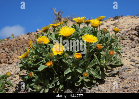 Spain, Canary Islands, Lanzarote-February 6, 2026: Colorful volcanic ...