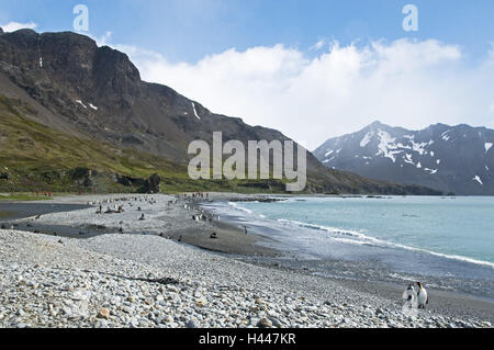 South Georgia, Fortuna-Bay, king penguins, Aptenodytes patagonicus, scenery, Stock Photo