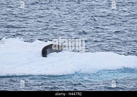 Antarctic, floe, seal, crab eater, Lobodon carcinophaga, Stock Photo