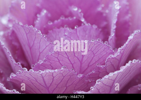 Ornamental cabbage, leaves, pink, violet, dewdrops, close-up, Stock Photo