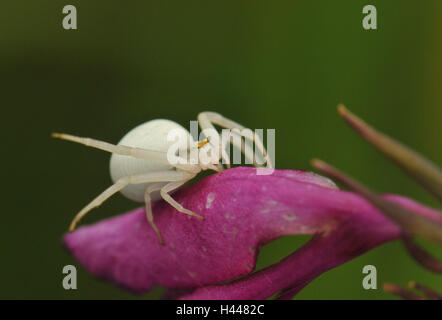 Variable crab pin, white, females, blossom, mauve, Stock Photo