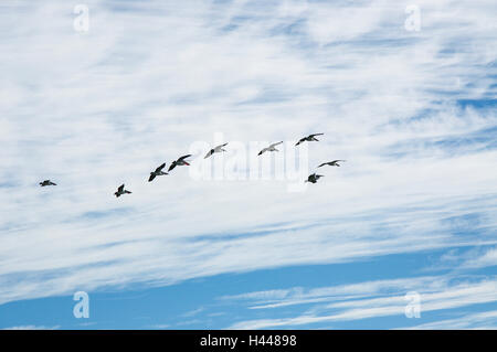 Flock of nesting pelicans in flight with a blue sky and cloud background at Penguin Island in Rockingham, Western Australia. Stock Photo