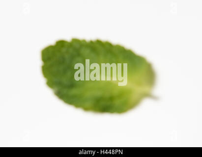 Peppermint, Mentha x piperita, leaf, blurred, Stock Photo