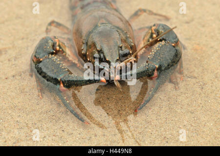 American crayfish, threatening gesture, Sand, Stock Photo