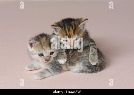 Cats, young, lie, together, tiredly, bed, animals, mammals, pets, small cats, Felidae, domesticates, house cat, young animal, kitten, two, siblings, small, awkward, clumsy, helplessly, sweetly, creep, there cuddle, striped, love, suture, togetherness, young animals, animal baby, inside,