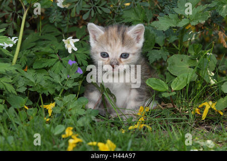 Cat, young, sit, meadow, garden, animals, mammals, pets, small cats, Felidae, domesticates, house cat, young animal, kitten, small, awkward, clumsy, helplessly, sweetly, play, curiosity, flowers, hervorschauen, plants, individually, alone, young animals, animal baby, nature, outside, Stock Photo